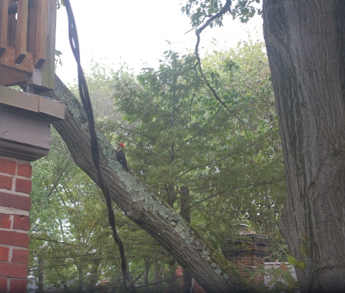 Foxhall Pileated Woodpecker 5-6-17 DSC_0756