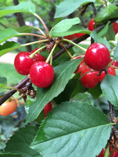 Cherry Cluster 5-29-17 IMG_0782