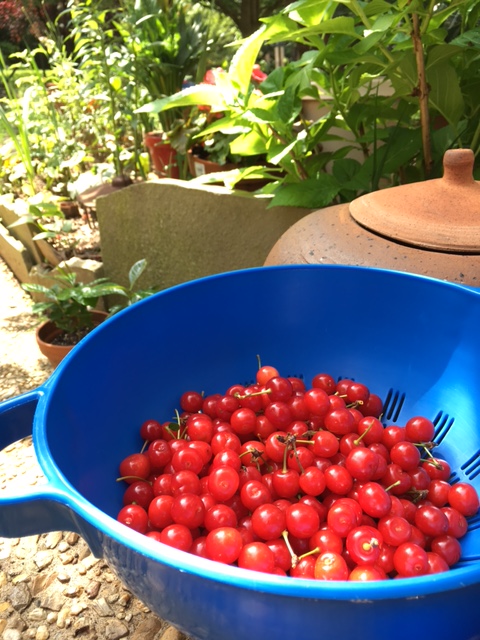 Cherry Harvest 5-29-17 IMG_0790
