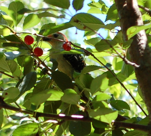 Red-bellied Woodpecker 6-9-17 DSC_0925