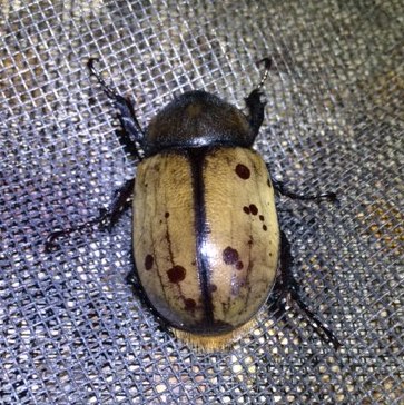 BeetleDorsalIMG_4820