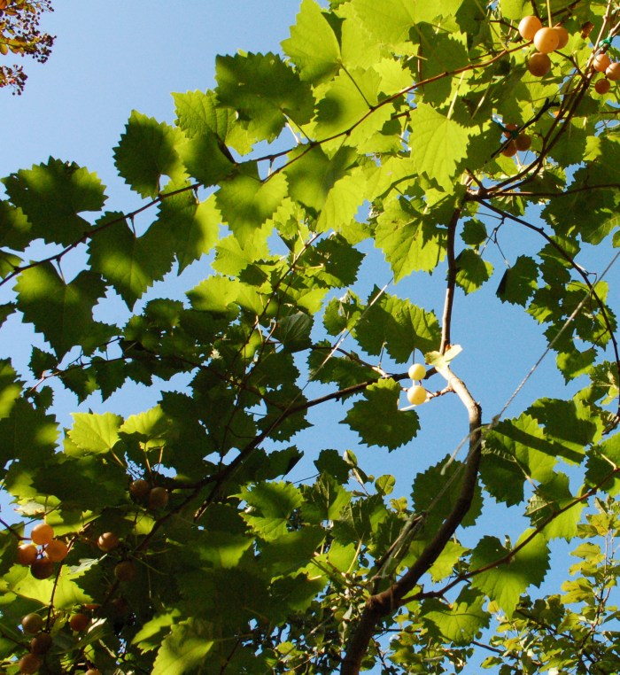 muscadineskydsc_0164