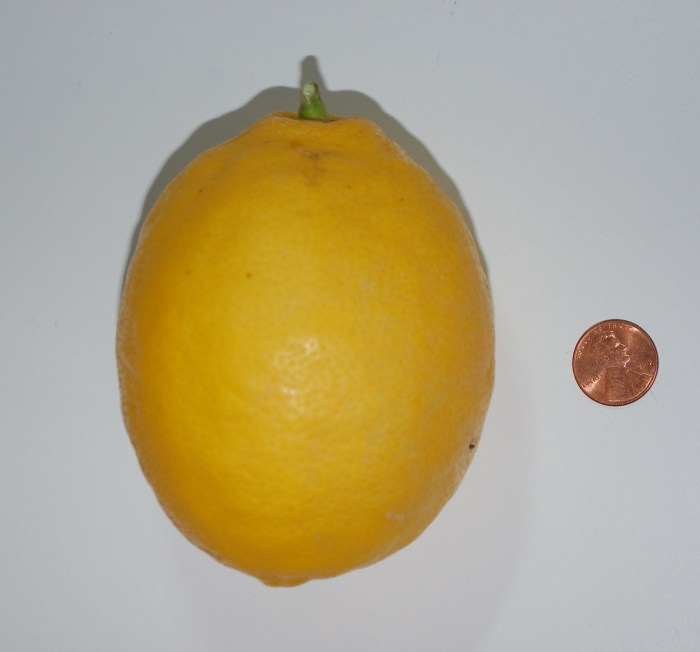 biglemon12-25-16dsc_0439