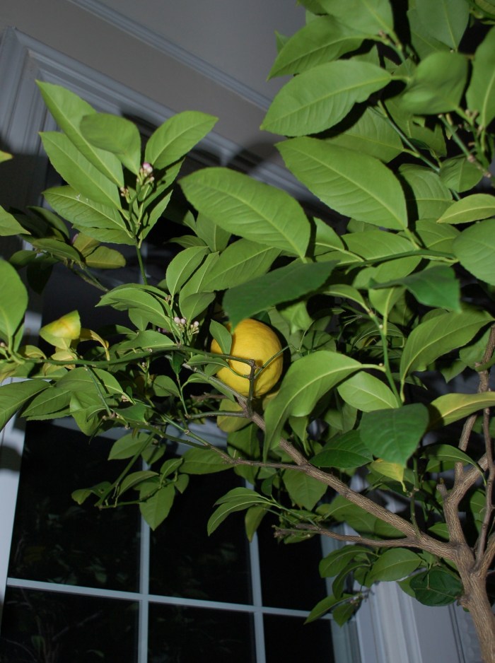 lemoninwindow2-11-9-16-dsc_0296