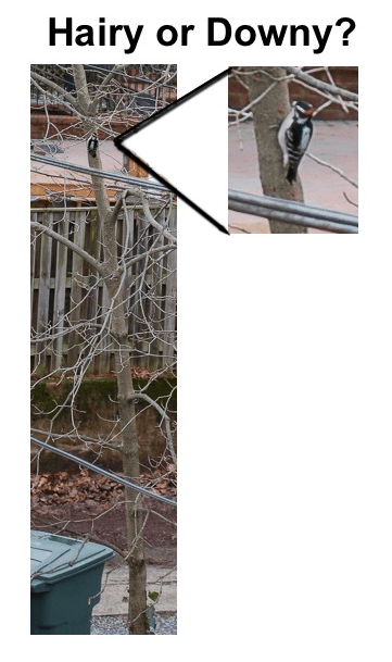 hairy-or-downy-1-24-17-screen-shot-2017-01-25-at-11-44-39-am