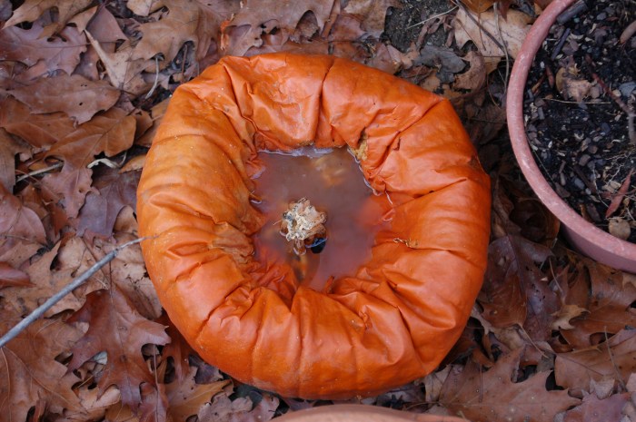 pumpkindecember2016dsc_0473