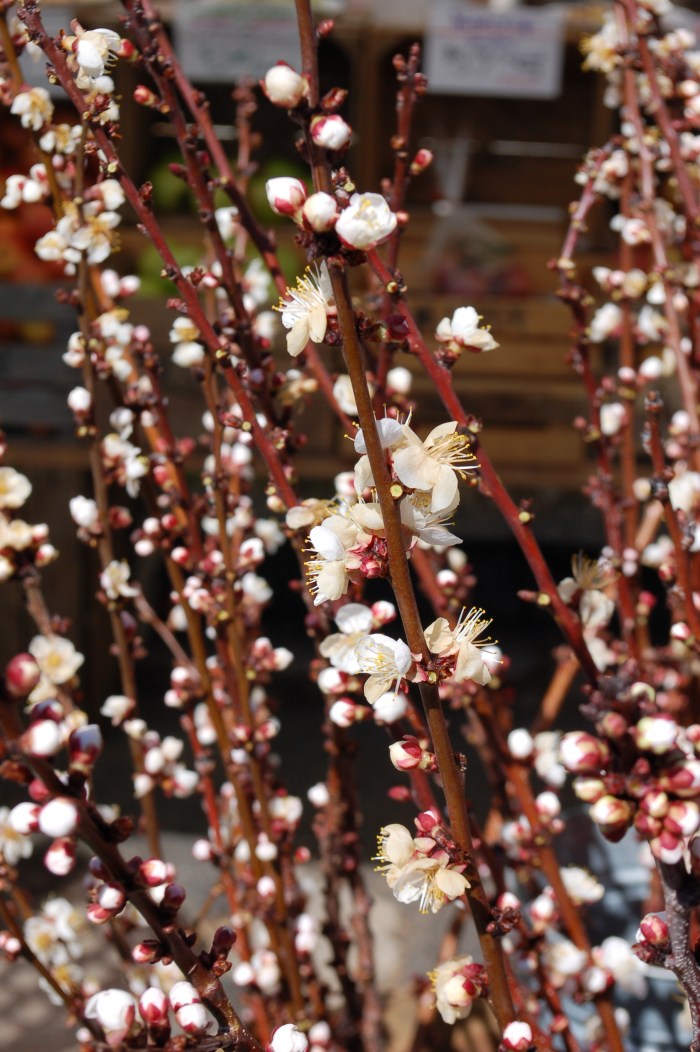 ApricotBlossomsPalisadesMarket 3-5-17 DSC_0546