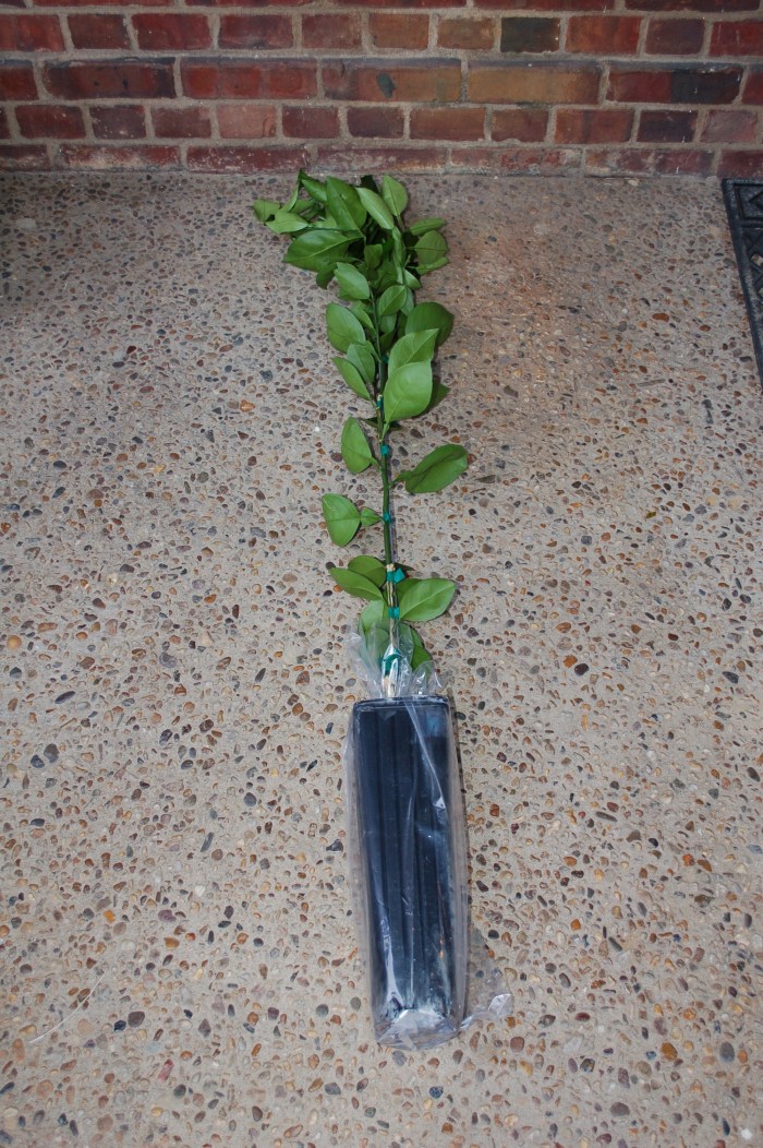 CaraCara Orange DSC_0639