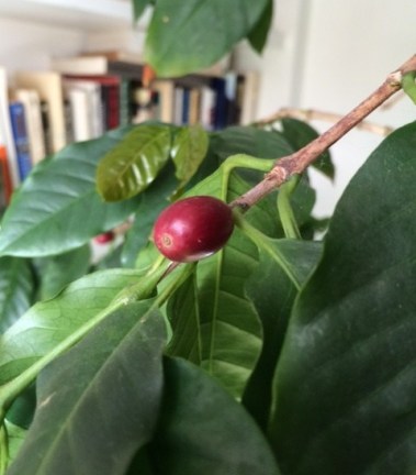 CoffeeTreeCutoutIMG_4738