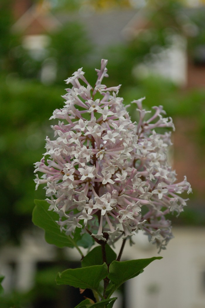 Lilac Dooryard 4-28-17 DSC_0661