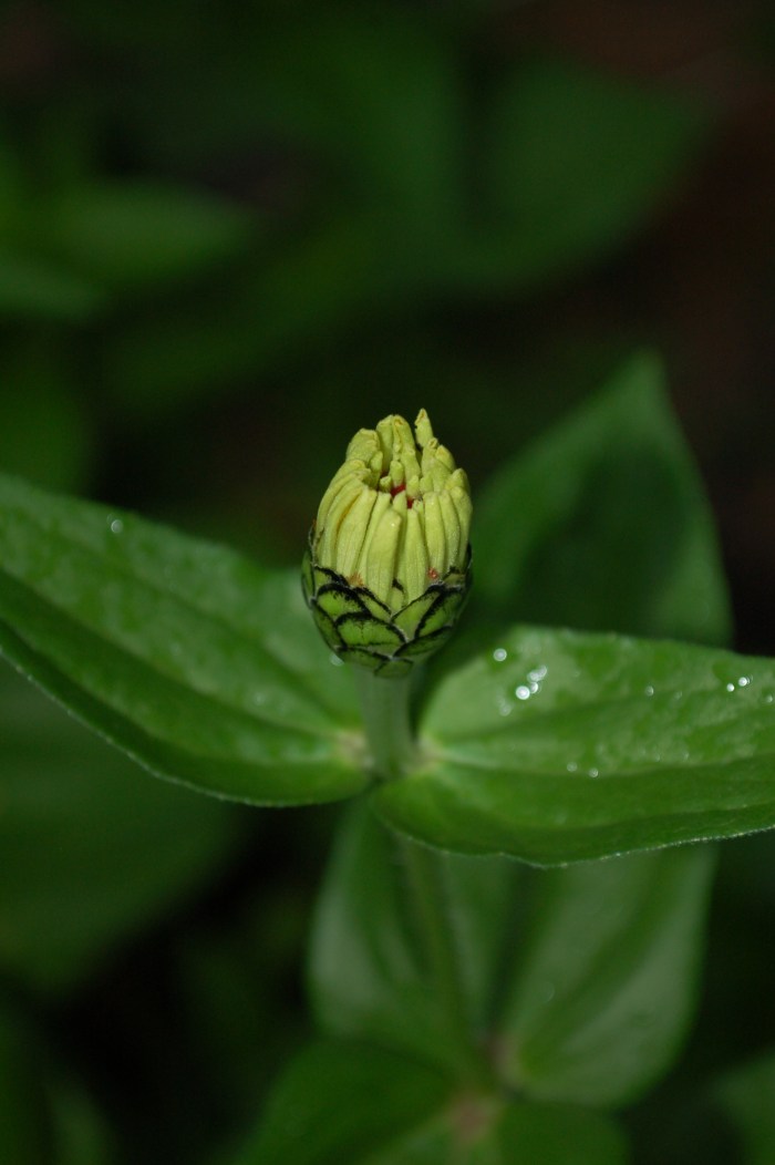 June 16, 2017 Zinia Budding DSC_0985