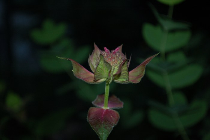 June 18, 2017 Monarda DSC_0905