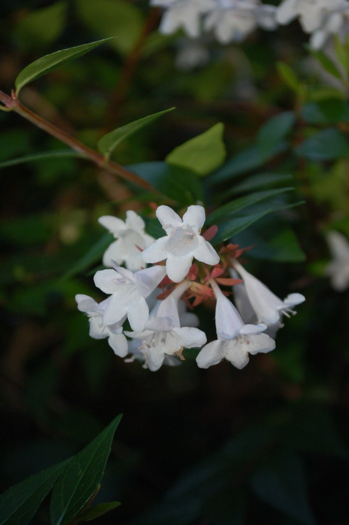 June 30, 2017 DSC_1230