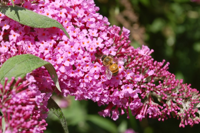 Bo Caldwell Bee on Butterflybush DSC_1107