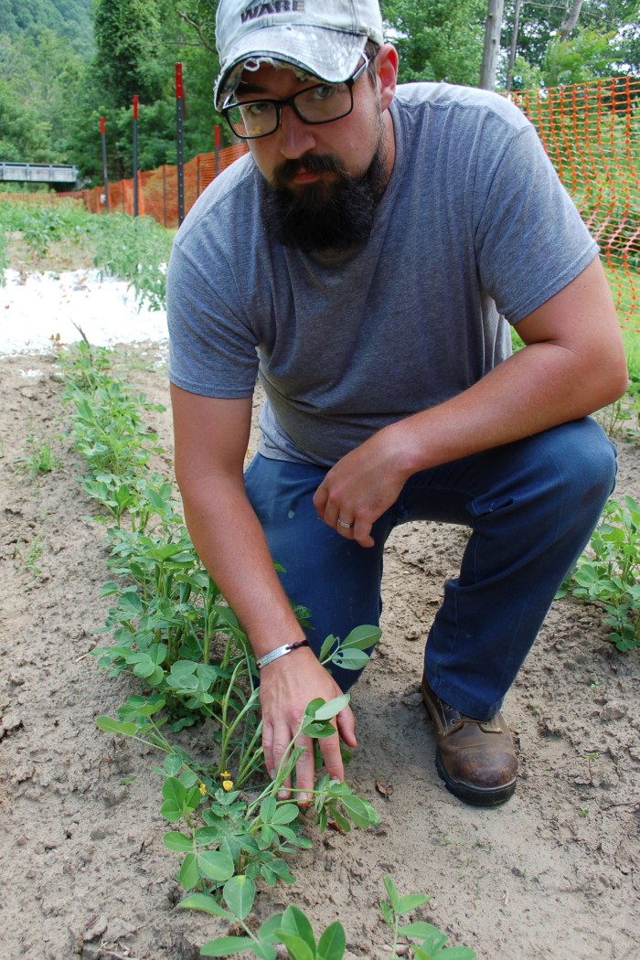 Brock With Peanut Plants DSC_1152