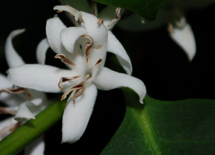 Coffee Blossom Close DSC_1396 copy