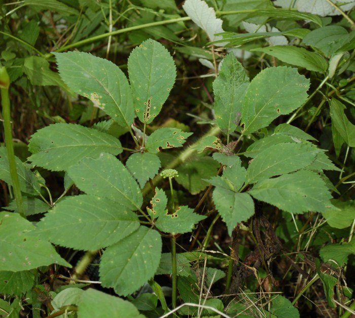 Ginseng DSC_1135