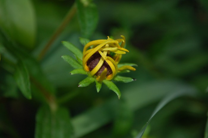 July 1, 2017 DSC_1274