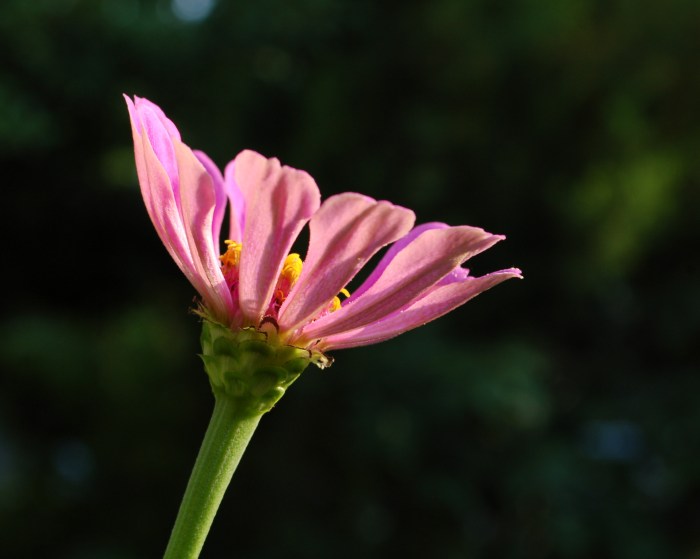 July 20, 2017 DSC_1382