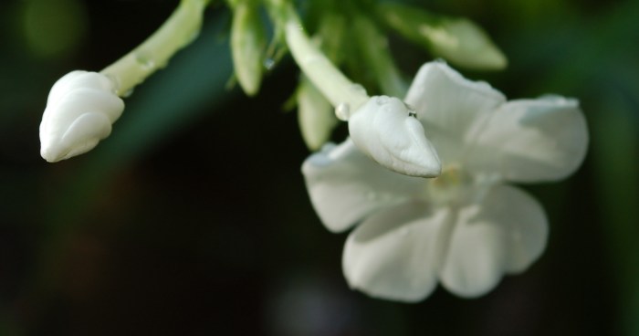 July 23, 2017 DSC_1396