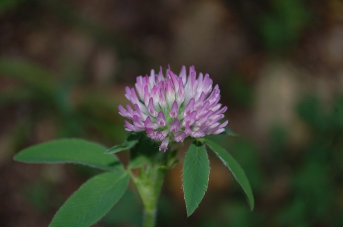 July 3, 2017 DSC_1306