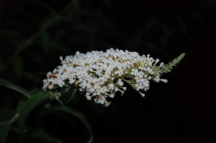 July 5, 2017 DSC_1359