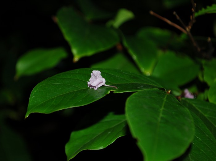 July 7, 2017 DSC_1368