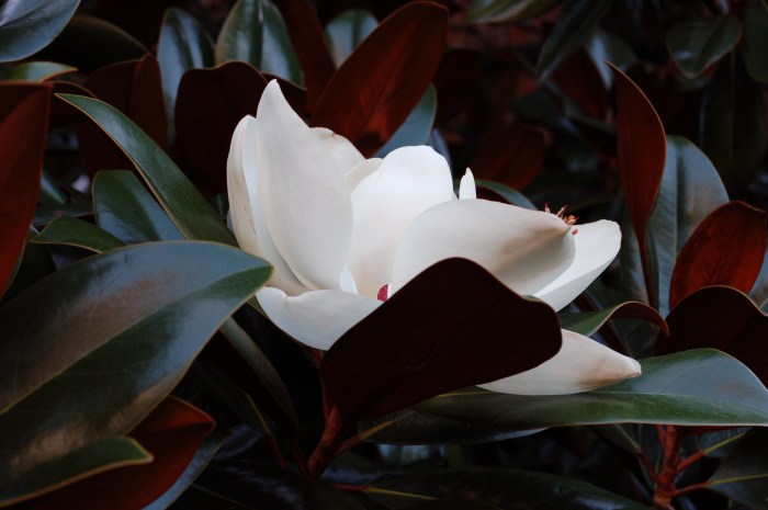 August 1, 2017 Magnolia bloom July 31, 2017 DSC_1381