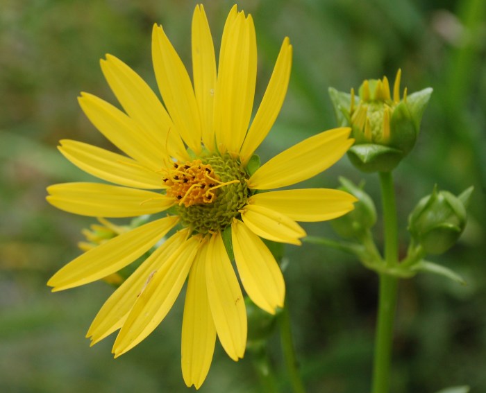 August 12, 2017 Jeff Sun DSC_1419