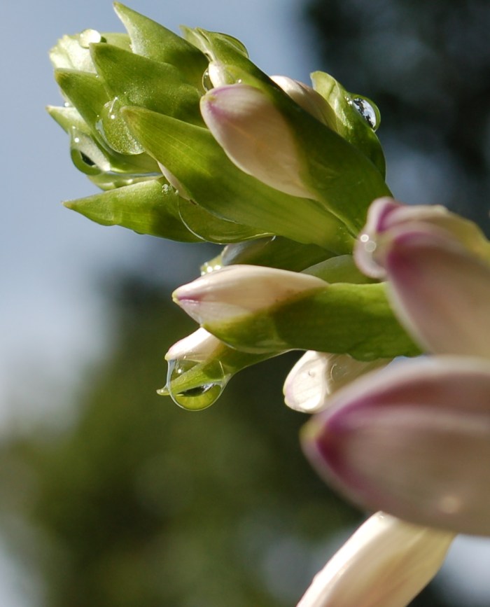 August 14, 2017 H2O Blooms on Hosta DSC_1386