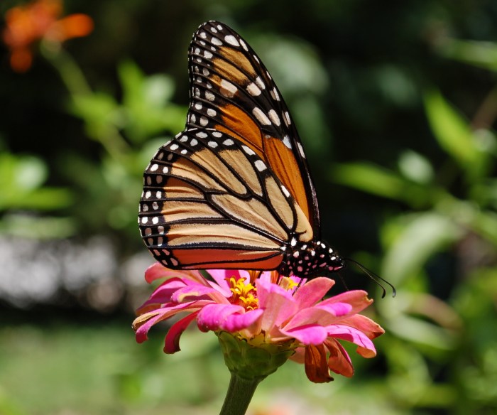 August 15, 2017 monarch wades in pink zinnia Close DSC_1392