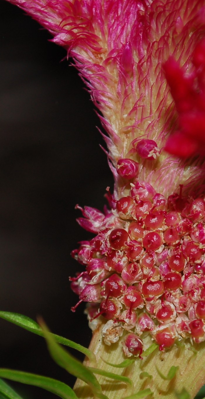 August 16, 2017 DSC_1452