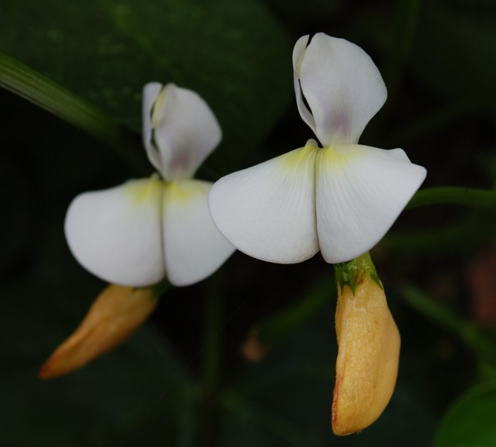 August 17, 2017 Bean bloom pair DSC_1495