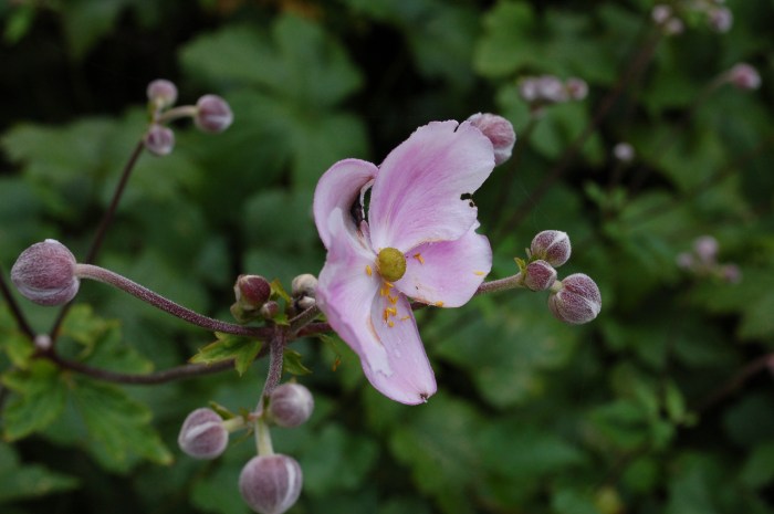 August 18, 2017 Purple Windflowers and buds DSC_1384