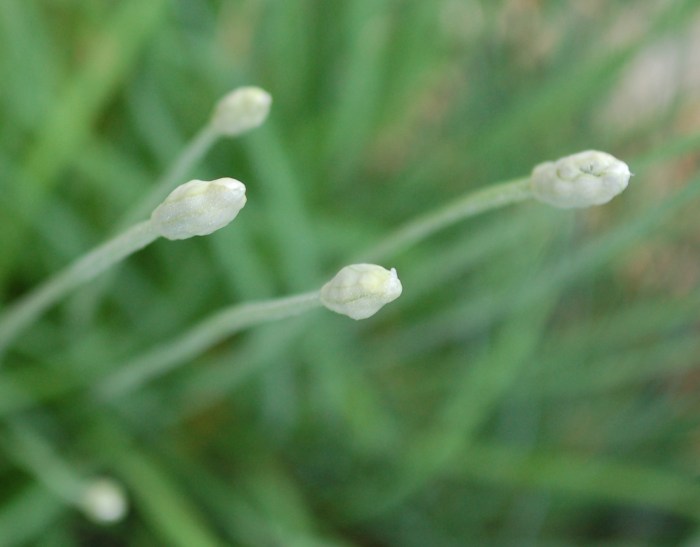 August 20, 2017 Onion buds DSC_1440