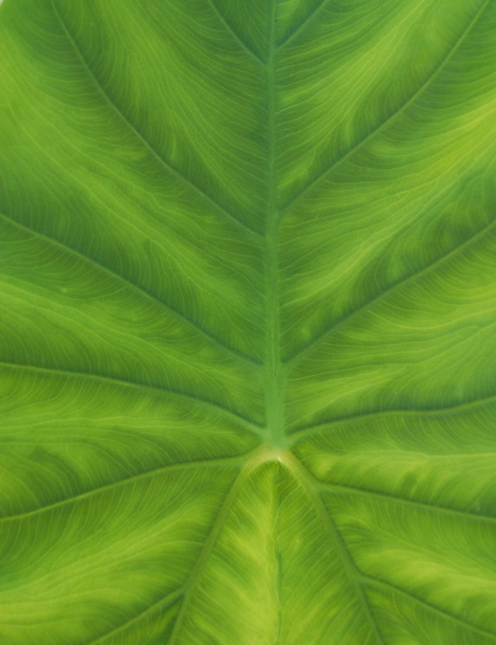 August 22, 2017 Elephant ear 8-19-17 DSC_1402