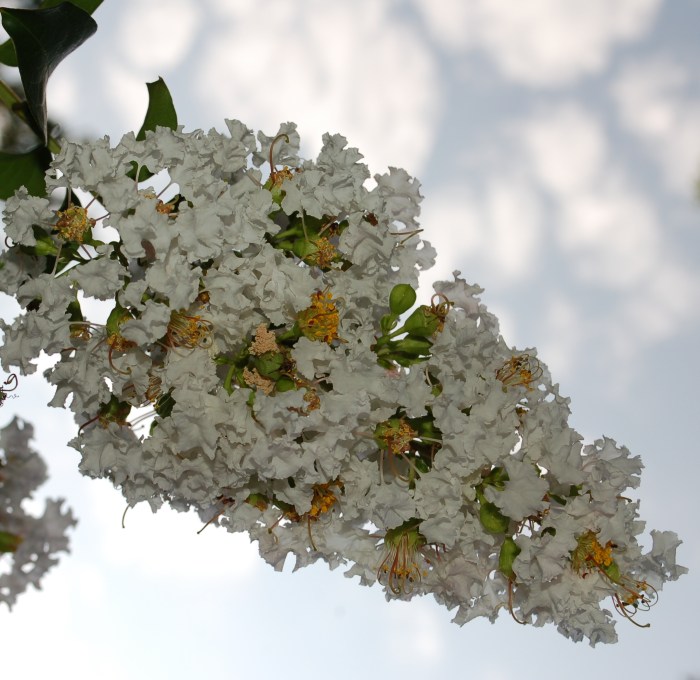 August 26, 2017 Crape Myrtle Sky DSC_1412