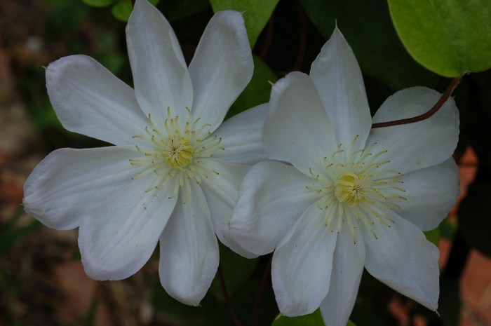 August 29, 2017 White clematis bloom DSC_1386