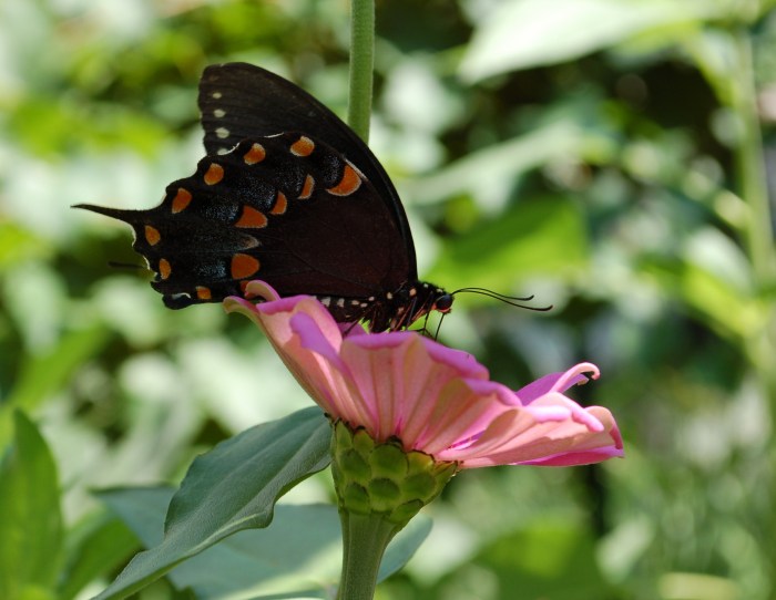 August 3, 2017 Black butterfly DSC_1393