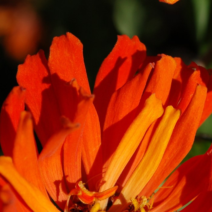 August 31, 2017 Zinnia Fire DSC_1415 copy