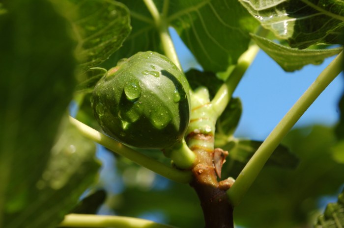 August 4, 2017 Fig DSC_1406