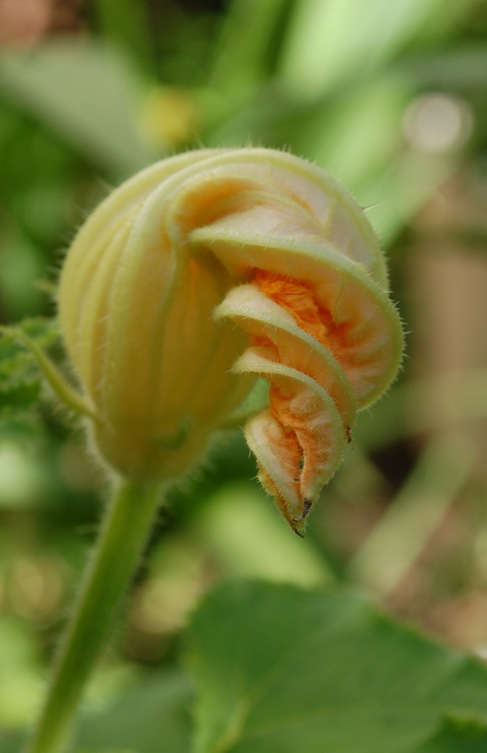 August 9, 2017 Pumpkin Blosssom twist DSC_1398