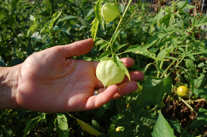 TomotilloInHandDSC_1387