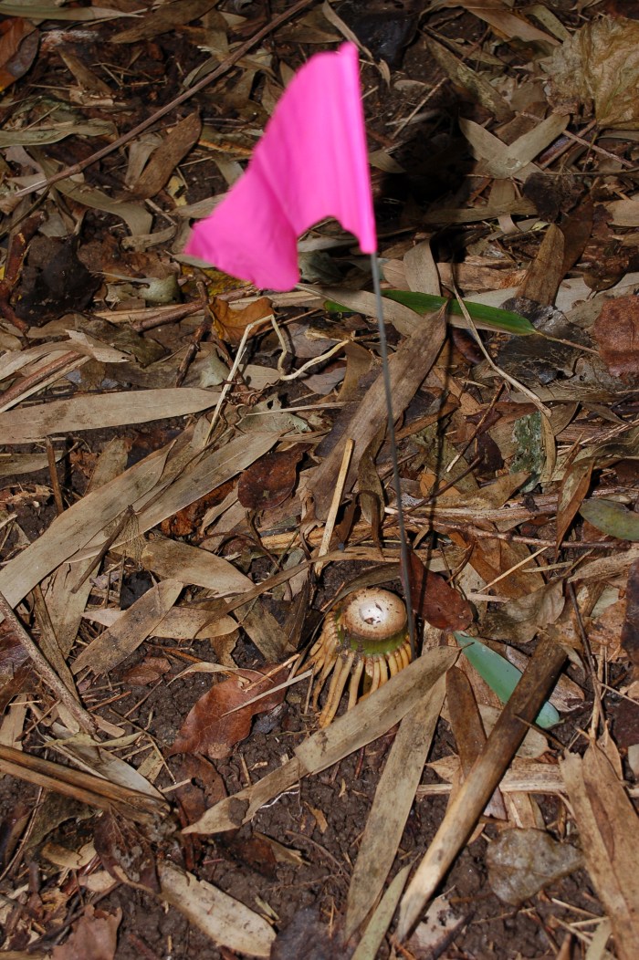 GANP Bamboo cut flag 9-16-17 DSC_1427