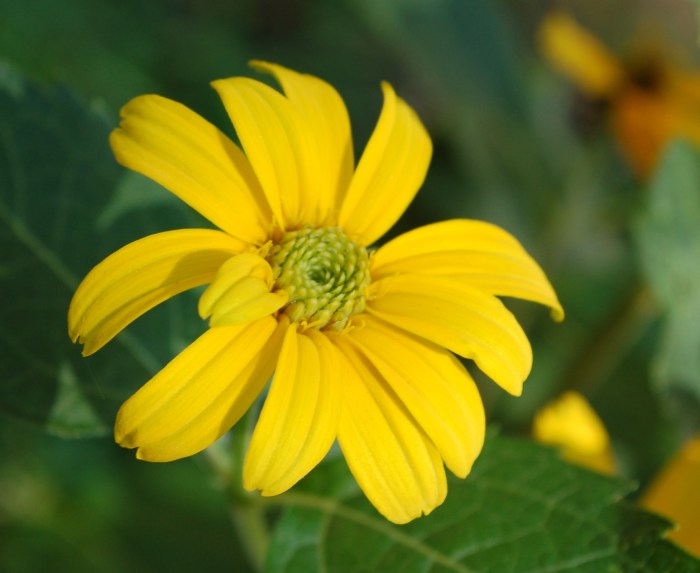 September 11, 2017 Yellow beebalm? DSC_1396