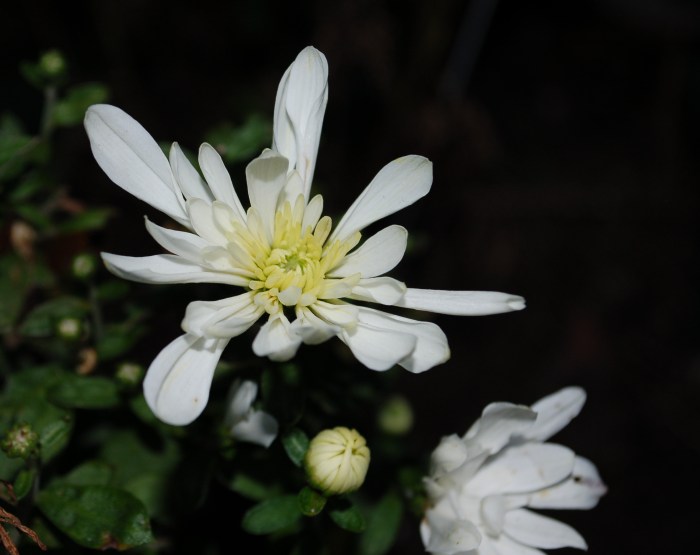September 21, 2017 Mums DSC_1381