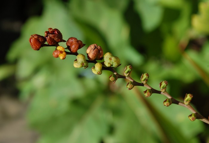 September 3, 2017 Crocosmia sets DSC_1405