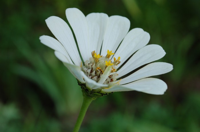 September 6, 2017 White zinnia bloom close DSC_1413