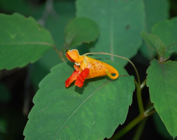 September 7, 2017 Orange pulpit flower DSC_1205 copy