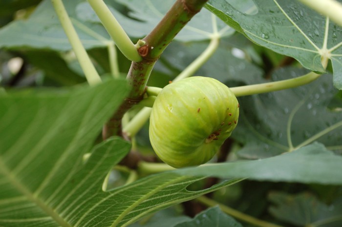 Armenian Fig Colbert 10-9-17 DSC_1395